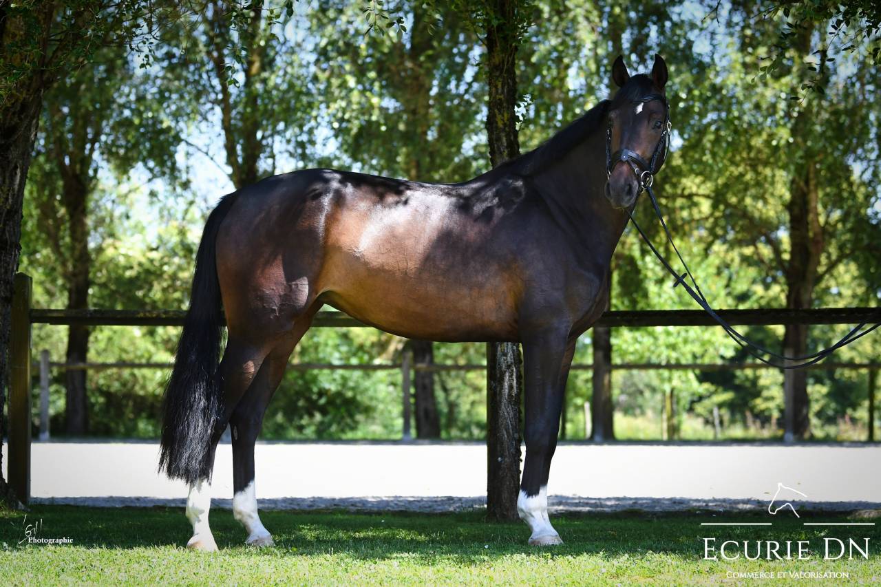 Mare Hanoverian For sale 2020 Bay