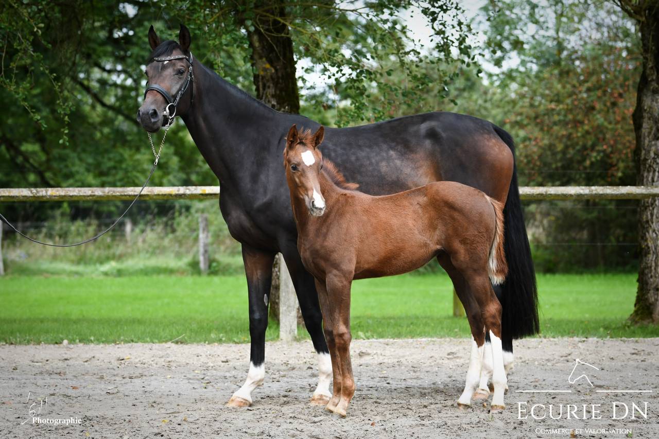 Mare Hanoverian For sale 2020 Bay