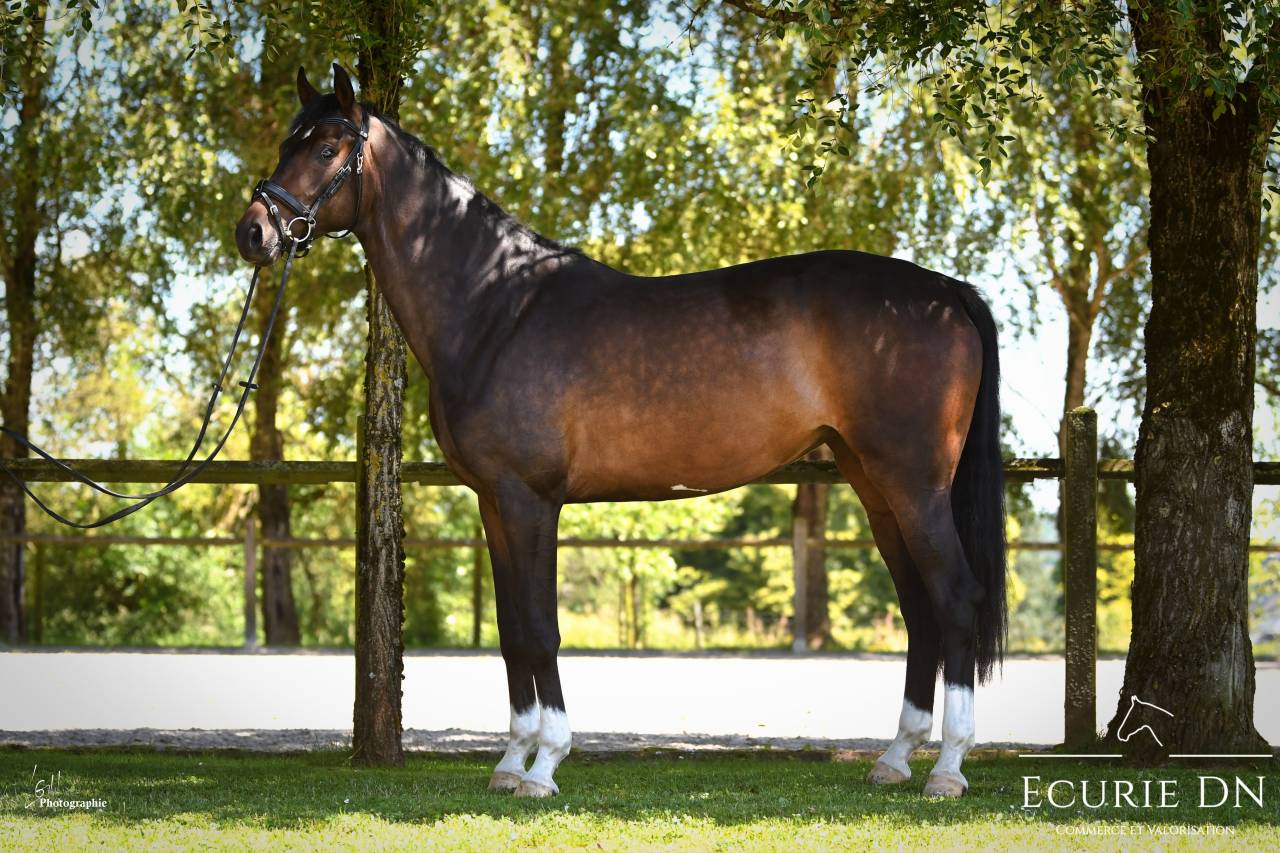 Mare Hanoverian For sale 2020 Bay
