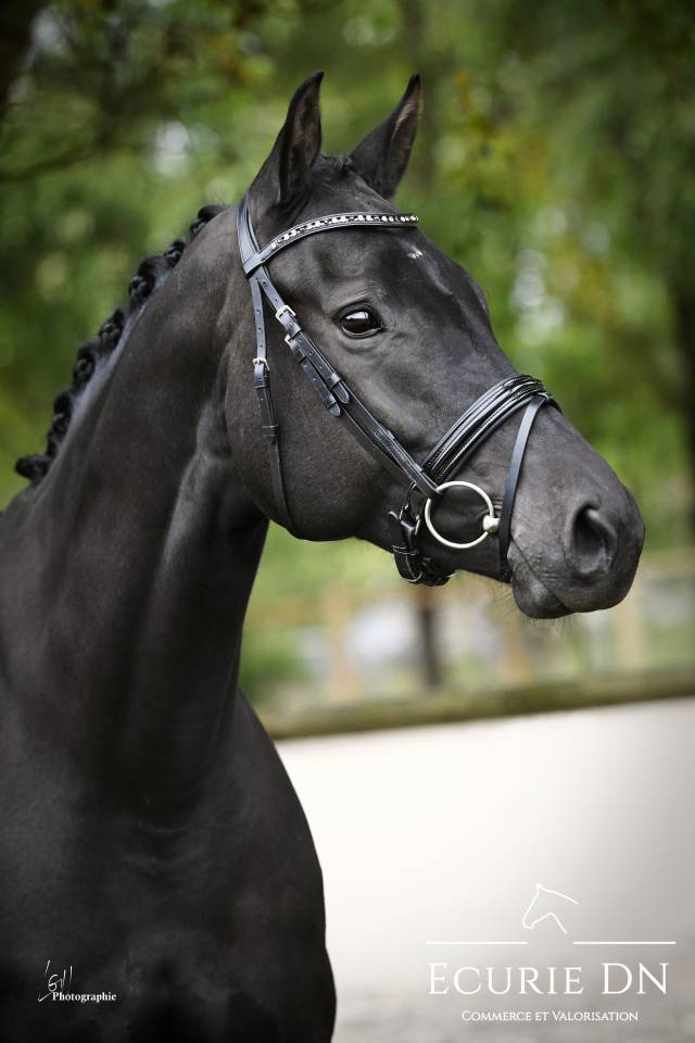 Mare KWPN Dutch Warmblood For sale 2019 Black