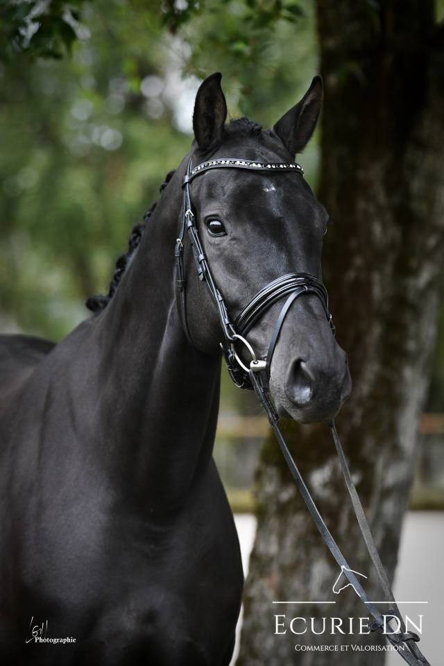 Mare KWPN Dutch Warmblood For sale 2019 Black
