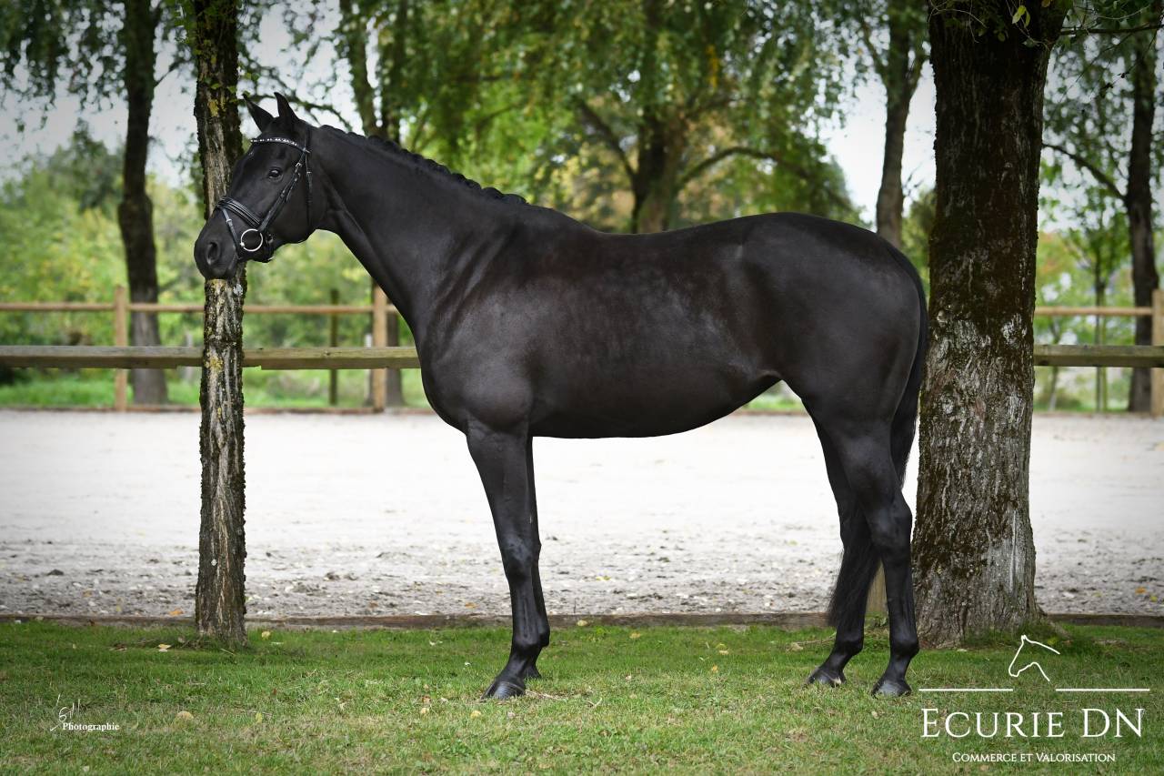 Mare KWPN Dutch Warmblood For sale 2019 Black