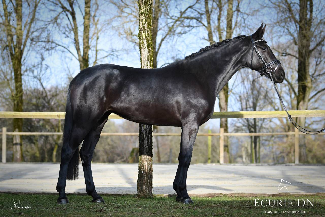 Mare Hanoverian For sale 2021 Black
