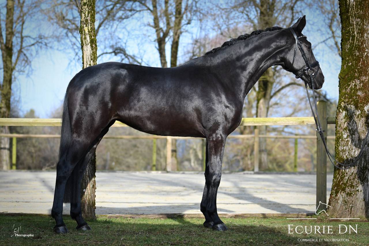 Mare Hanoverian For sale 2021 Black