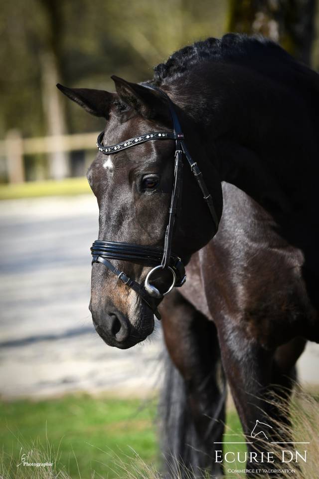 Mare Oldenburg For sale 2021 Black