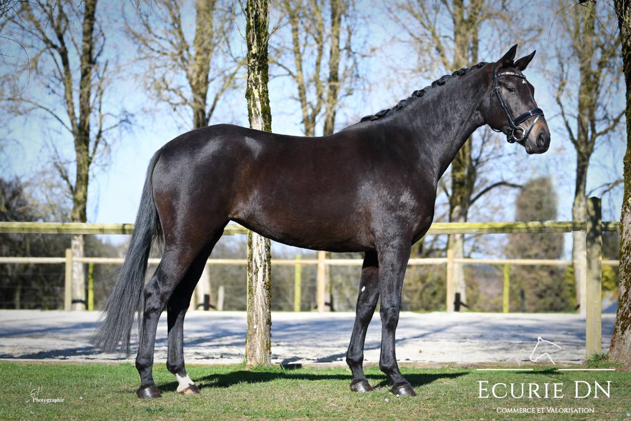 Mare Oldenburg For sale 2021 Black