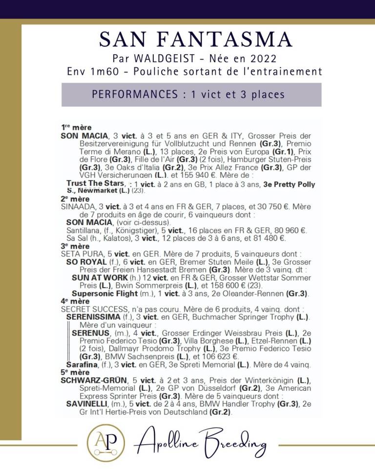 Mare Thoroughbred For sale 2022 Bay