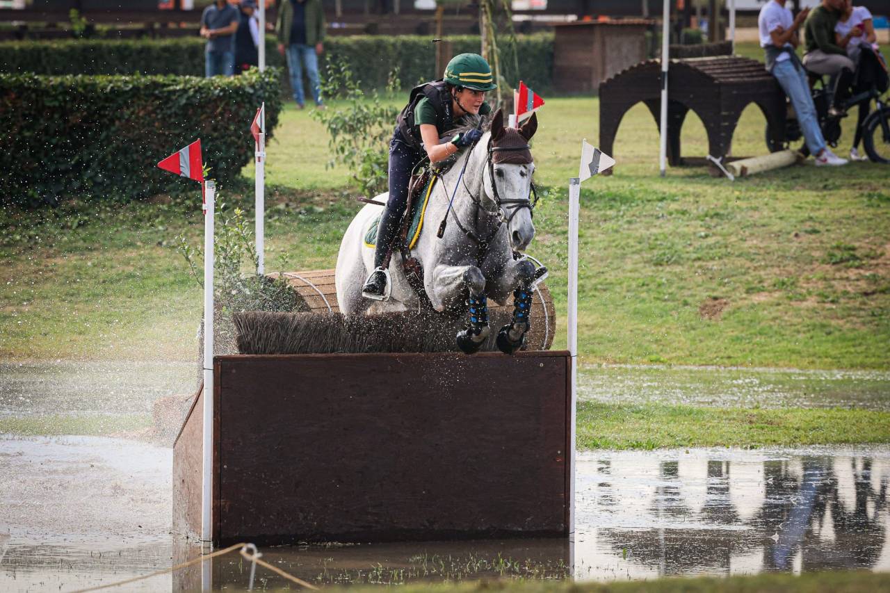 Gelding Irish Sport Horse For sale 2010 Grey