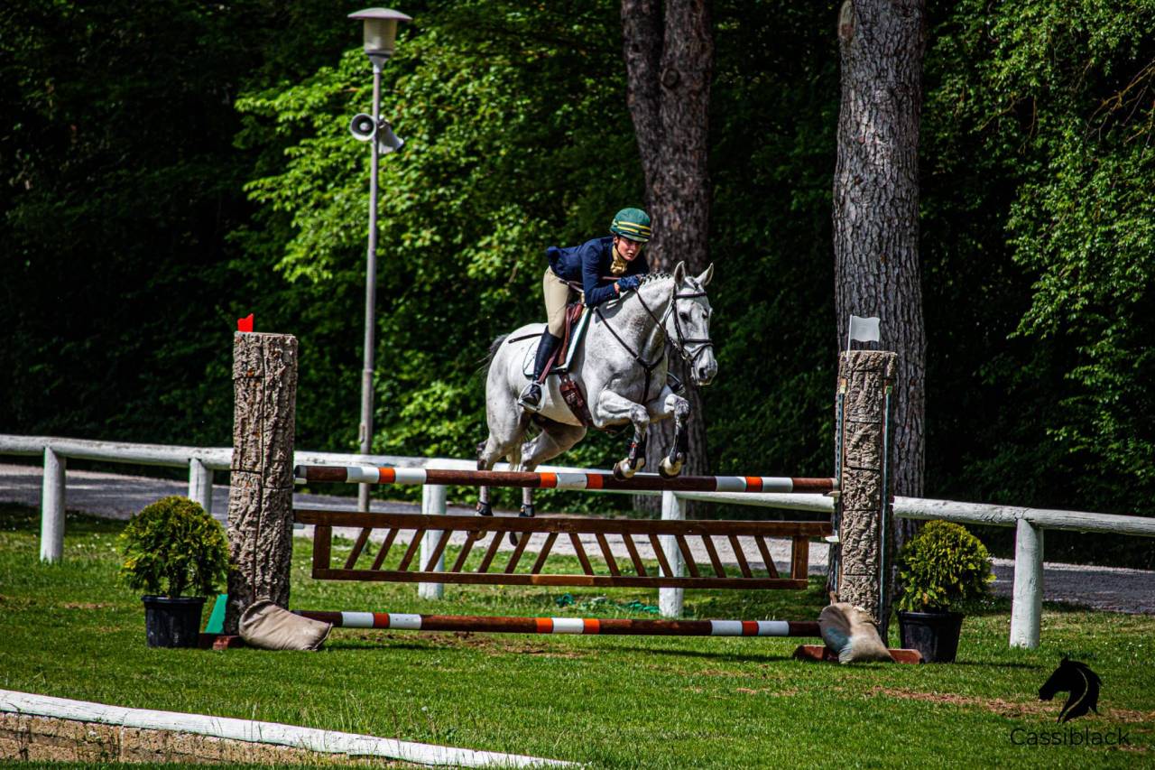 Gelding Irish Sport Horse For sale 2010 Grey