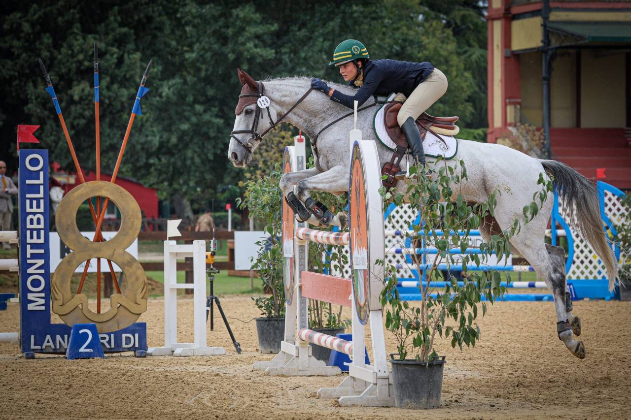 Gelding Irish Sport Horse For sale 2010 Grey