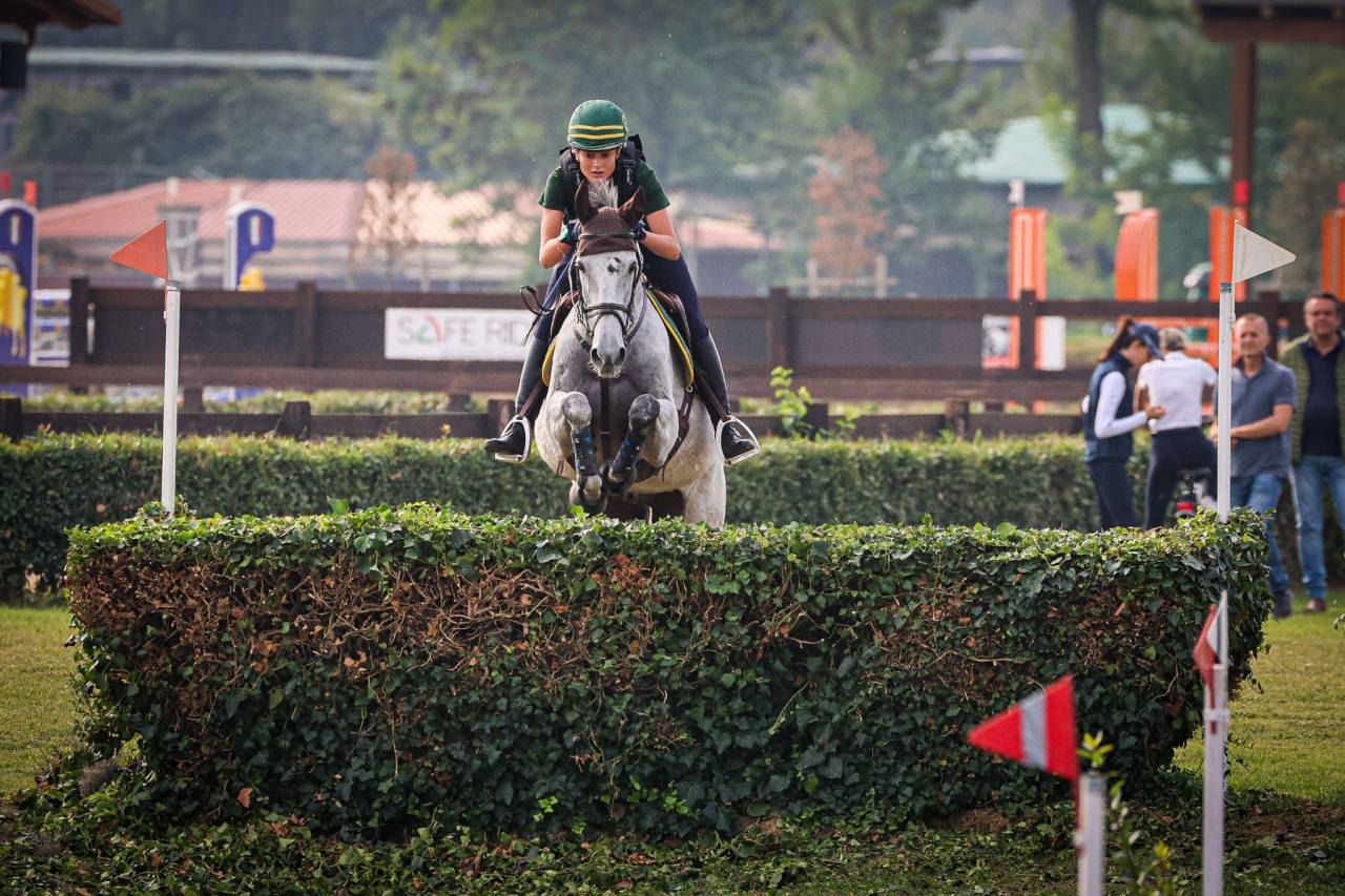 Gelding Irish Sport Horse For sale 2010 Grey