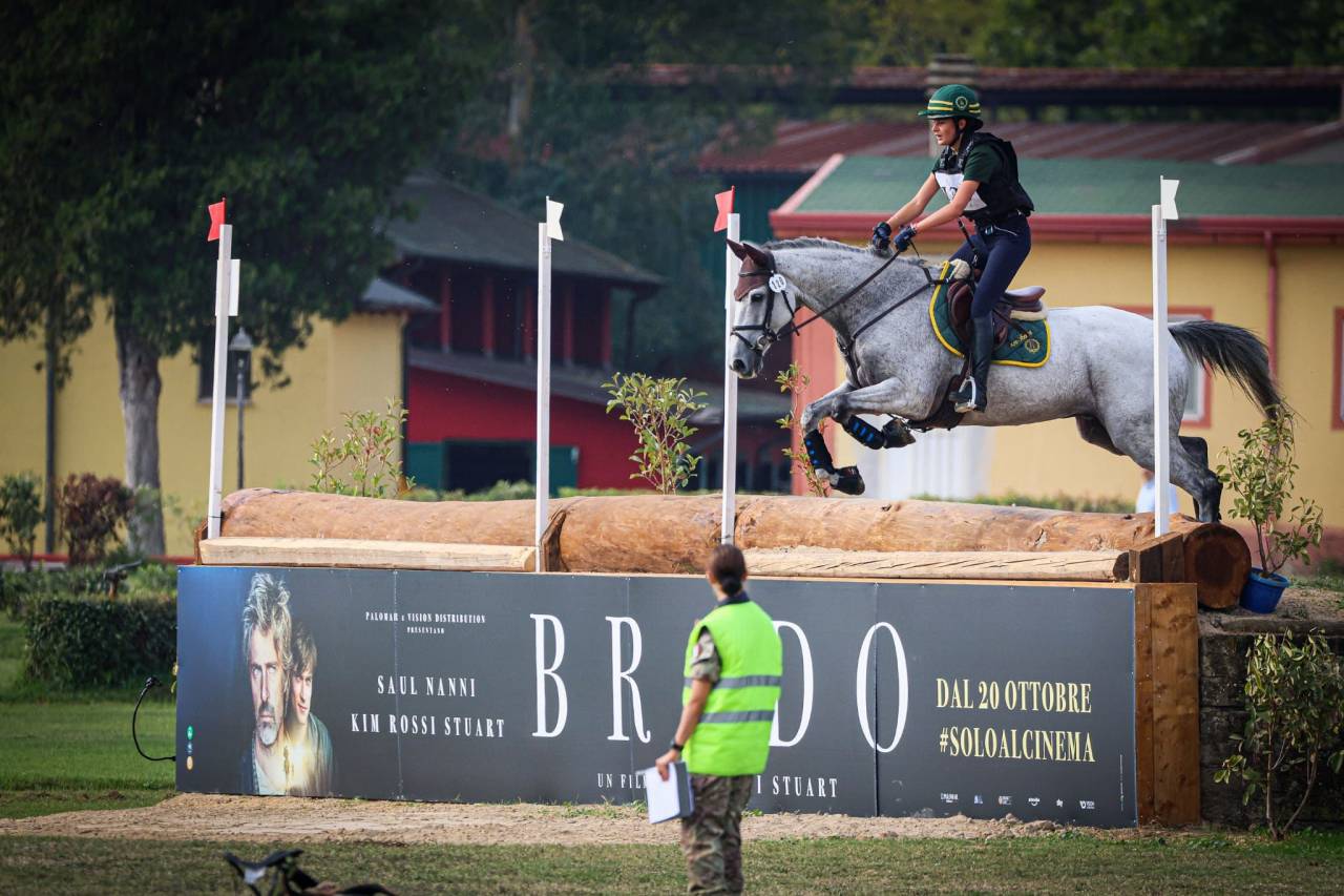 Gelding Irish Sport Horse For sale 2010 Grey