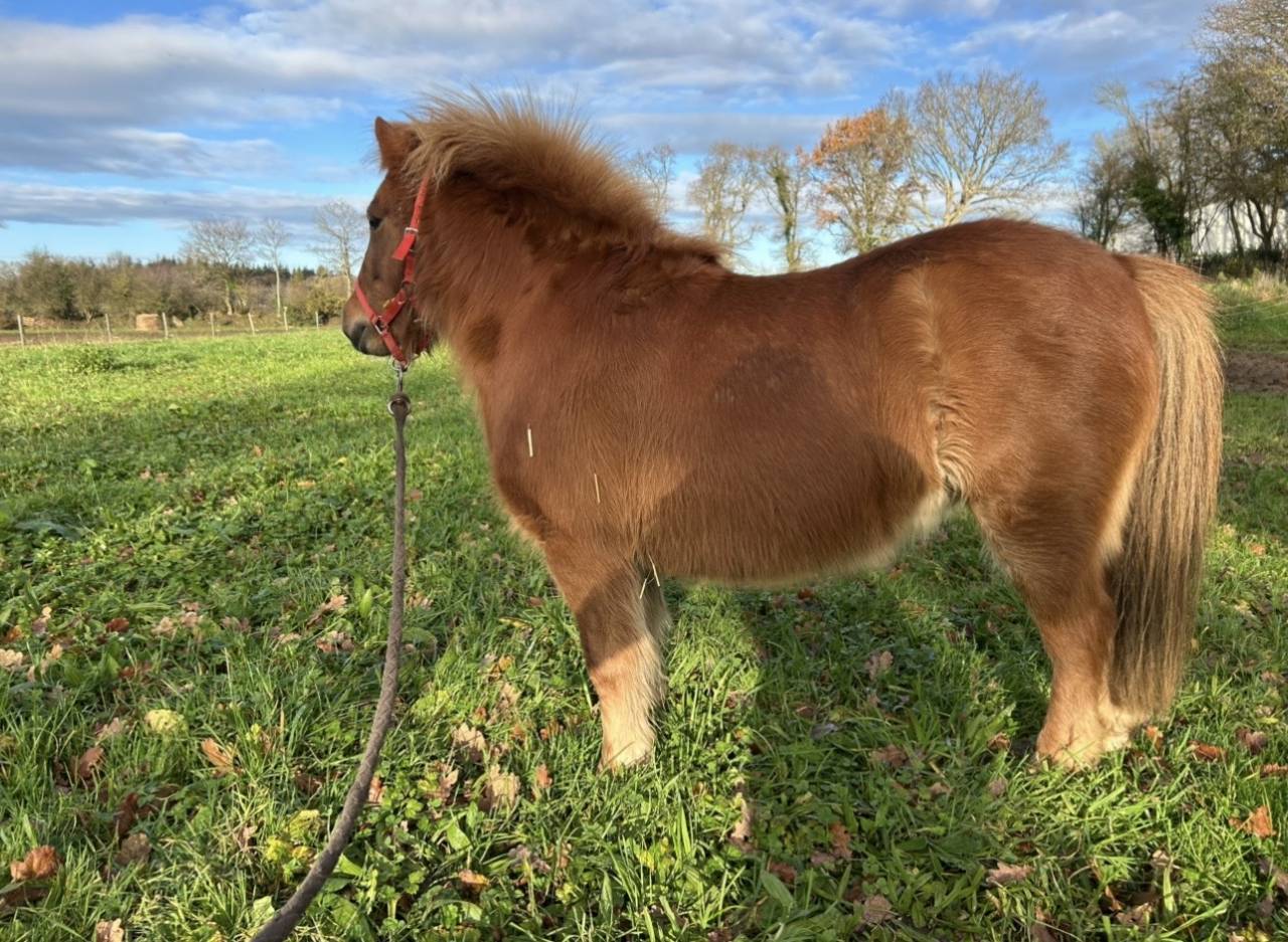 Mare No Origin Recorded For sale 2018 Chesnut