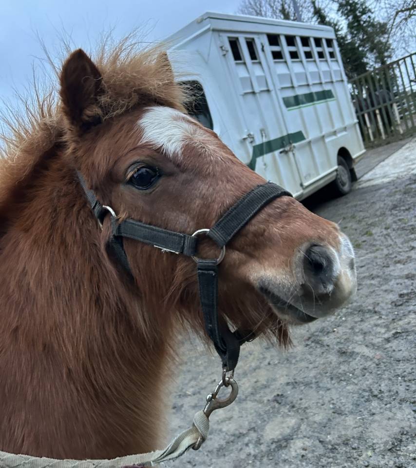 Mare No Origin Recorded For sale 2018 Chesnut