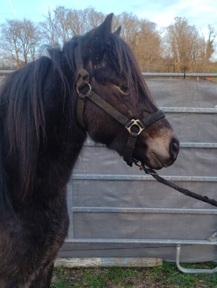 Gelding New Forest For sale 2022 Buckskin