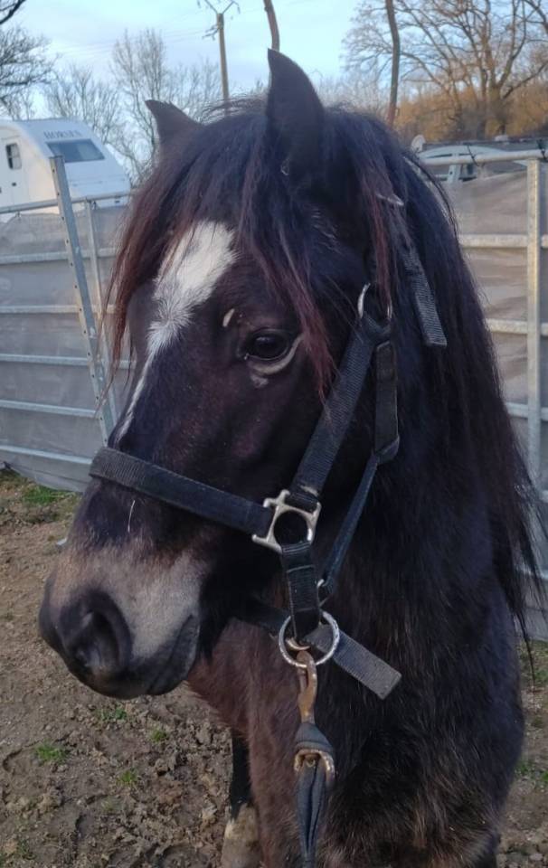 Gelding New Forest For sale 2022 Buckskin