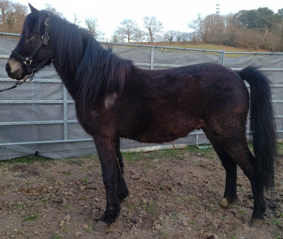 Gelding New Forest For sale 2022 Buckskin