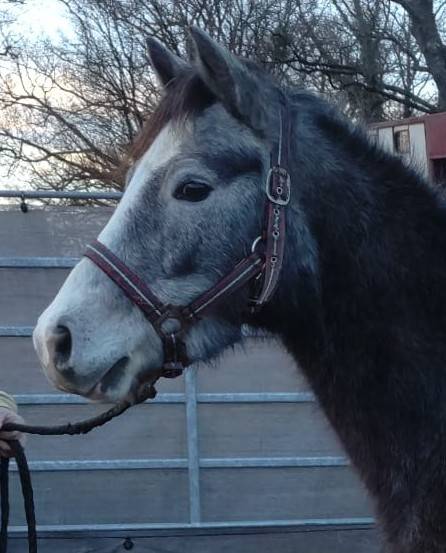 Gelding French Saddle Pony For sale 2022 Grey