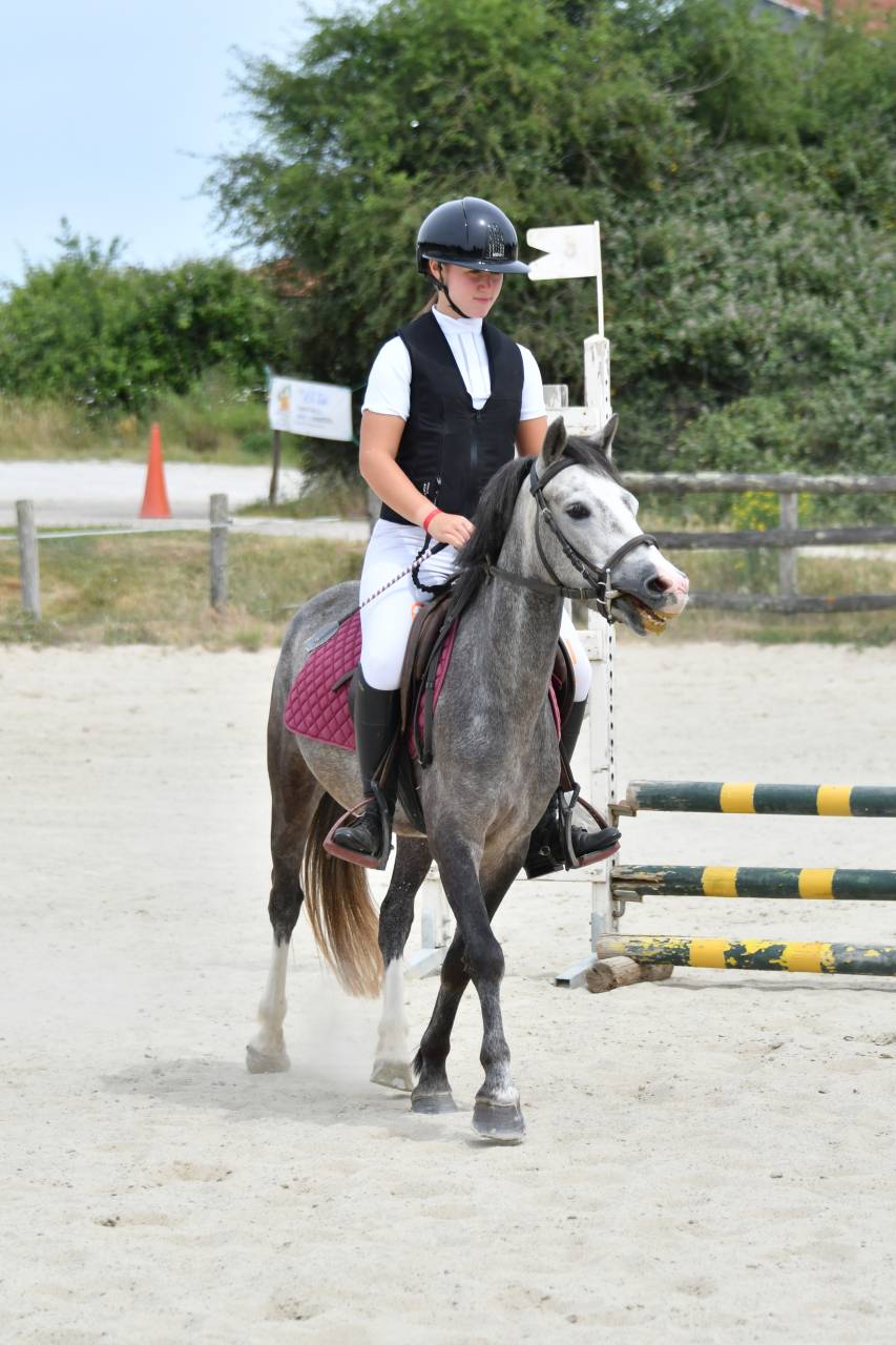 Gelding French Saddle Pony For sale 2022 Grey