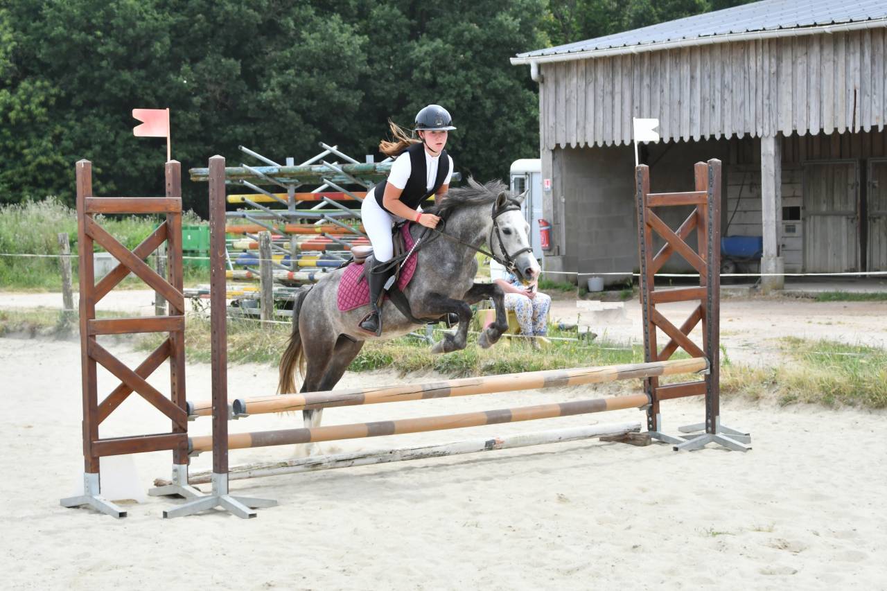 Gelding French Saddle Pony For sale 2022 Grey