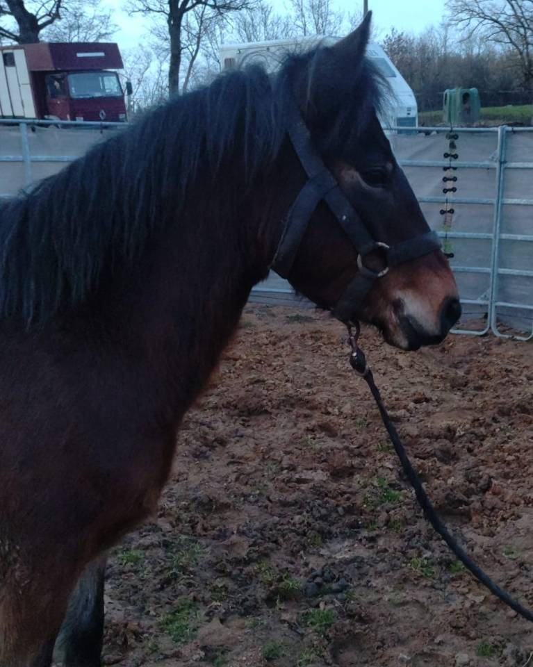 Mare New Forest For sale 2022 Bay