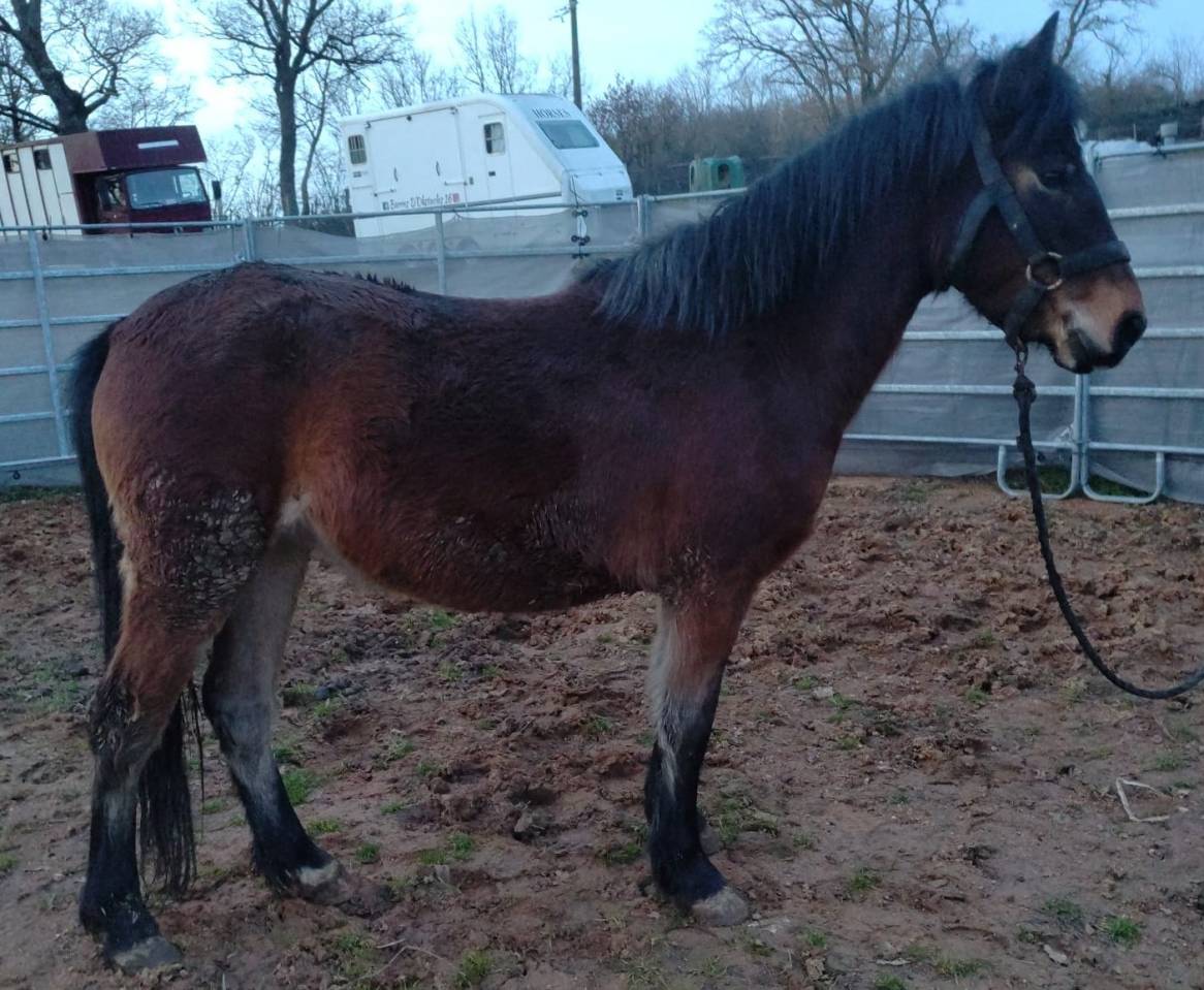 Mare New Forest For sale 2022 Bay