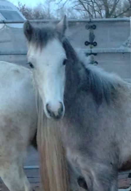 Colt French Saddle Pony For sale 2025 Buckskin