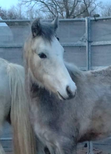 Colt French Saddle Pony For sale 2025 Buckskin