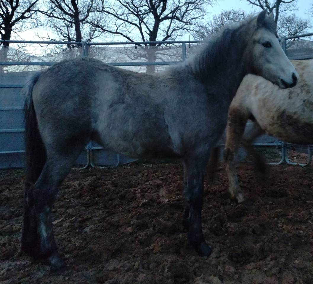 Colt French Saddle Pony For sale 2025 Buckskin