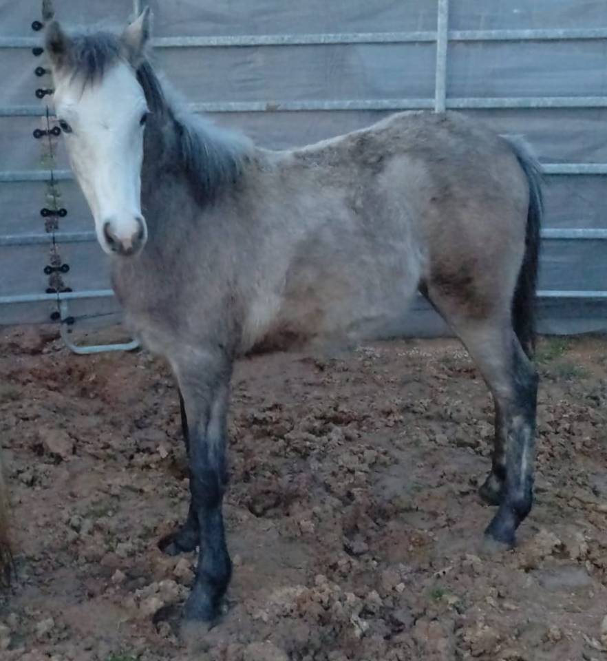 Colt French Saddle Pony For sale 2025 Buckskin