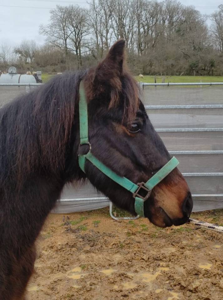 Gelding New Forest For sale 2022 Dark Bay