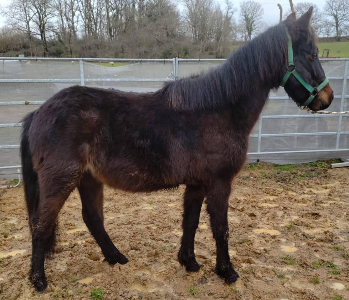 Gelding New Forest For sale 2022 Dark Bay