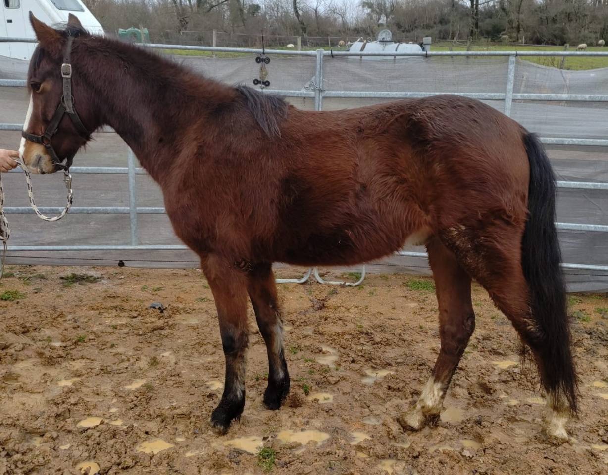 Gelding New Forest For sale 2022 Bay