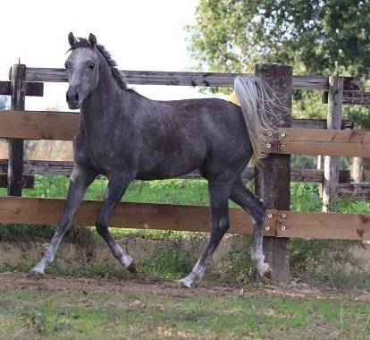 Gelding Arabian For sale 2024 Grey