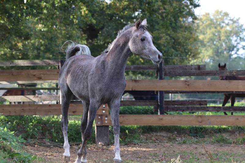 Gelding Arabian For sale 2024 Grey