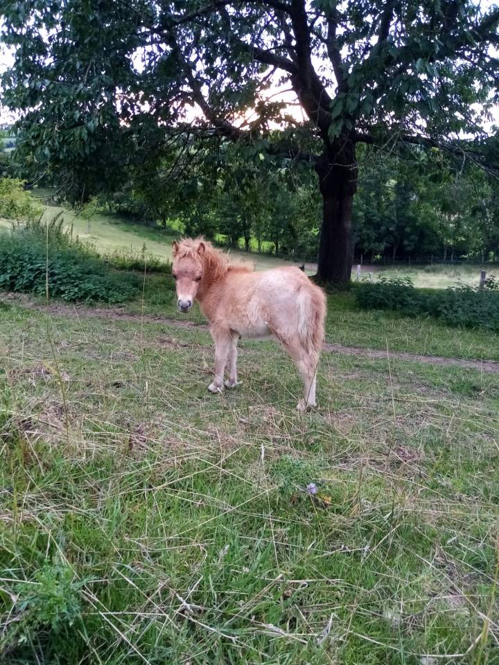 Entire No Origin Recorded For sale 2025 Roan