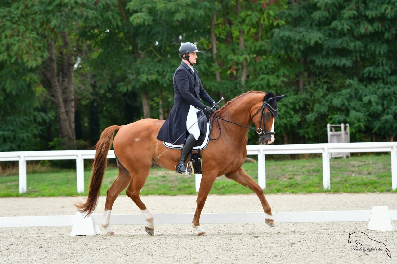 Gelding BWP Belgian Warmblood For sale 2013 Chesnut