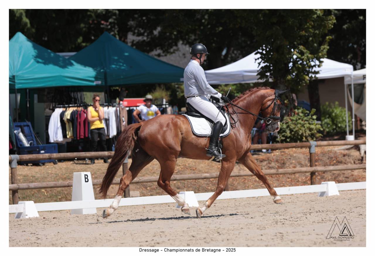 Gelding BWP Belgian Warmblood For sale 2013 Chesnut
