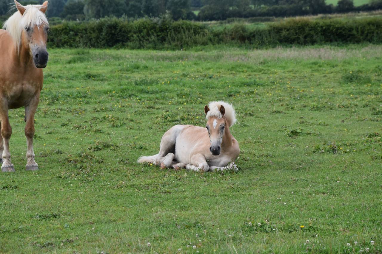 Filly Haflinger For sale 2024 Chesnut