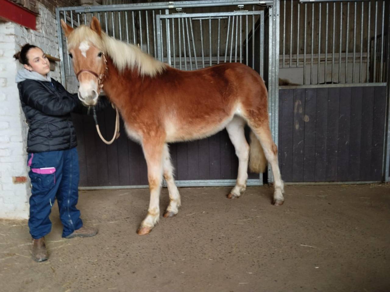 Filly Haflinger For sale 2024 Chesnut