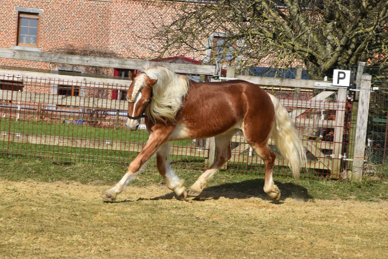 Filly Haflinger For sale 2024 Chesnut