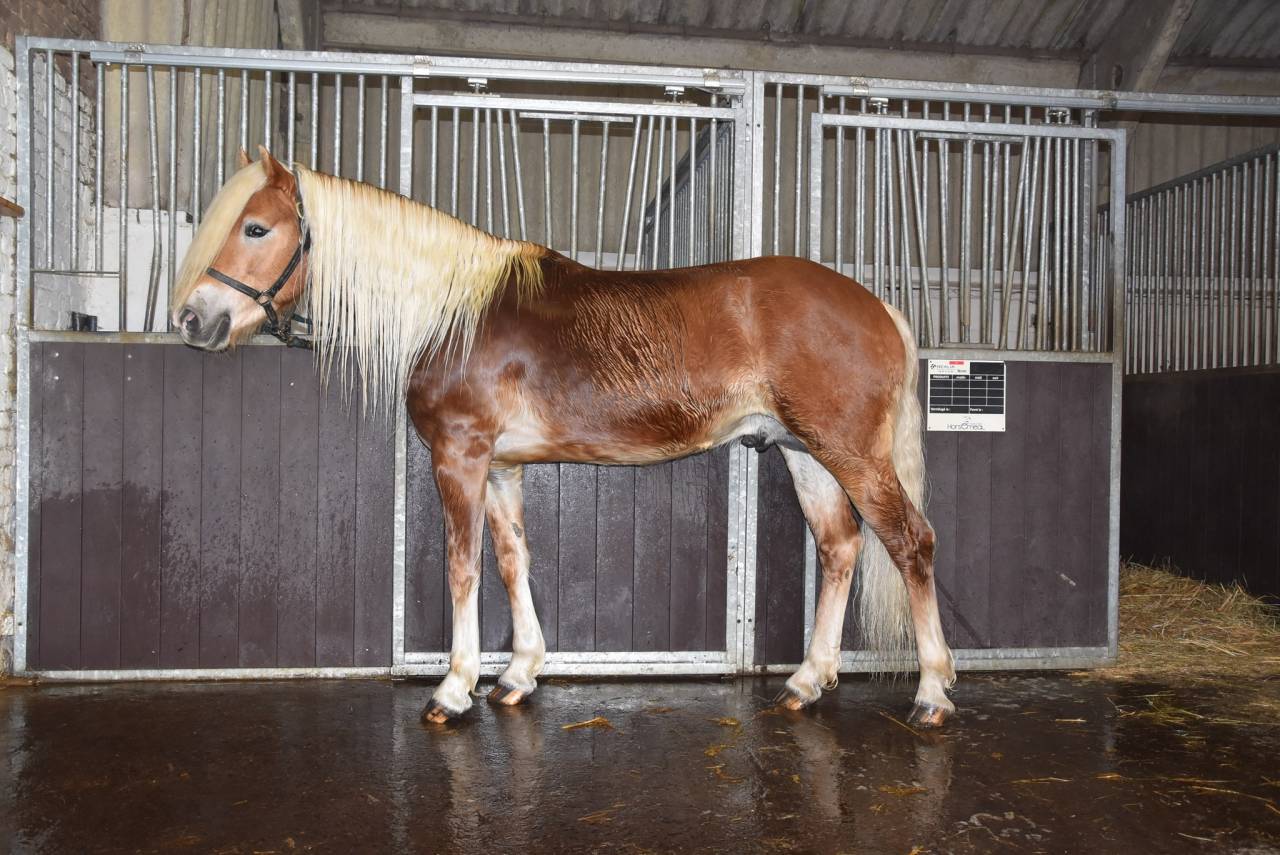 Filly Haflinger For sale 2024 Chesnut
