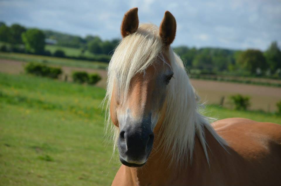 Filly Haflinger For sale 2024 Chesnut