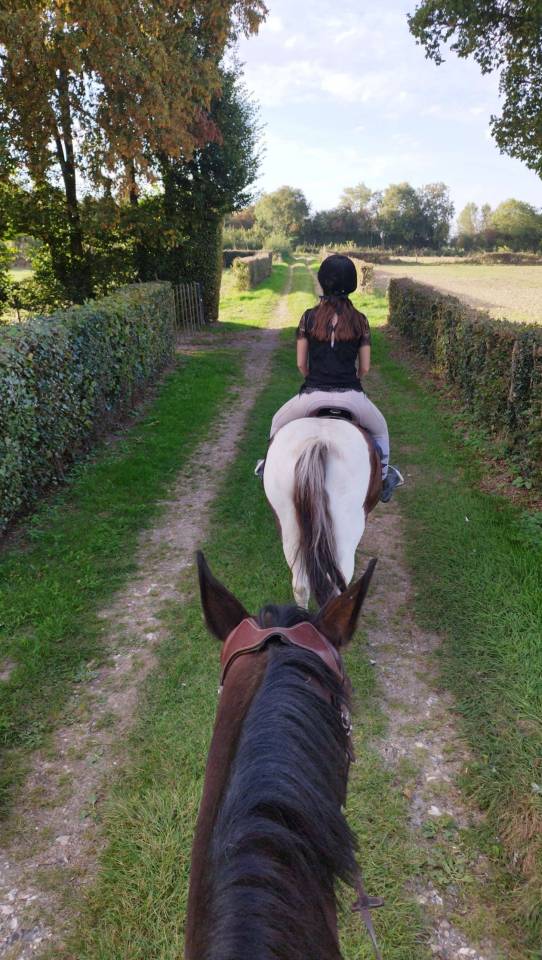 Gelding No Origin Recorded Part-Livery 2006 Coloured