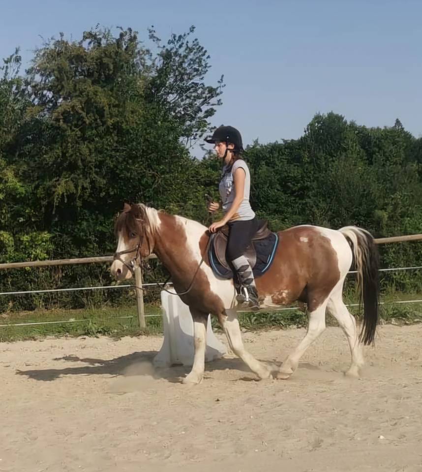 Gelding No Origin Recorded Part-Livery 2006 Coloured