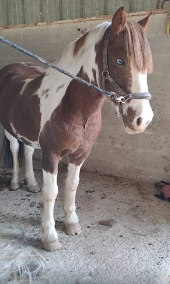 Gelding No Origin Recorded Part-Livery 2006 Coloured