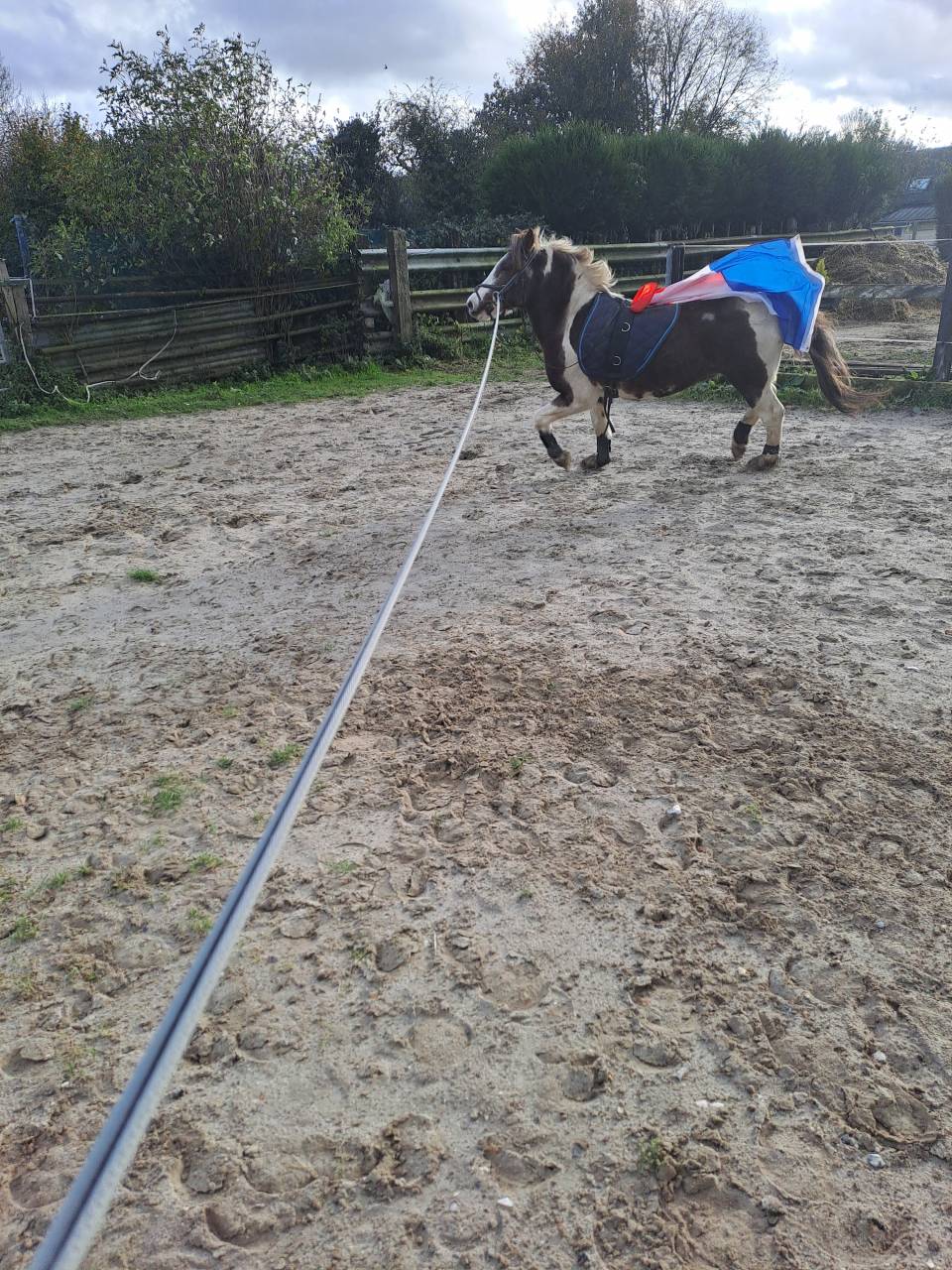 Gelding No Origin Recorded Part-Livery 2006 Coloured