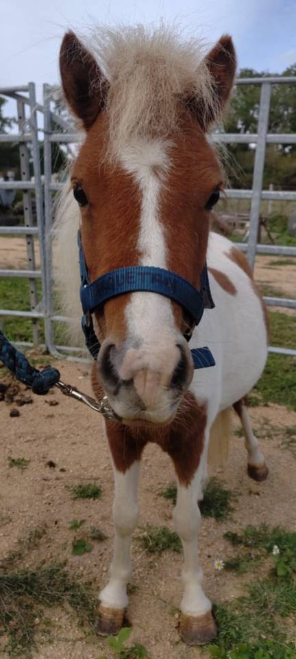 Mare Origin Recorded For sale 2022 Coloured