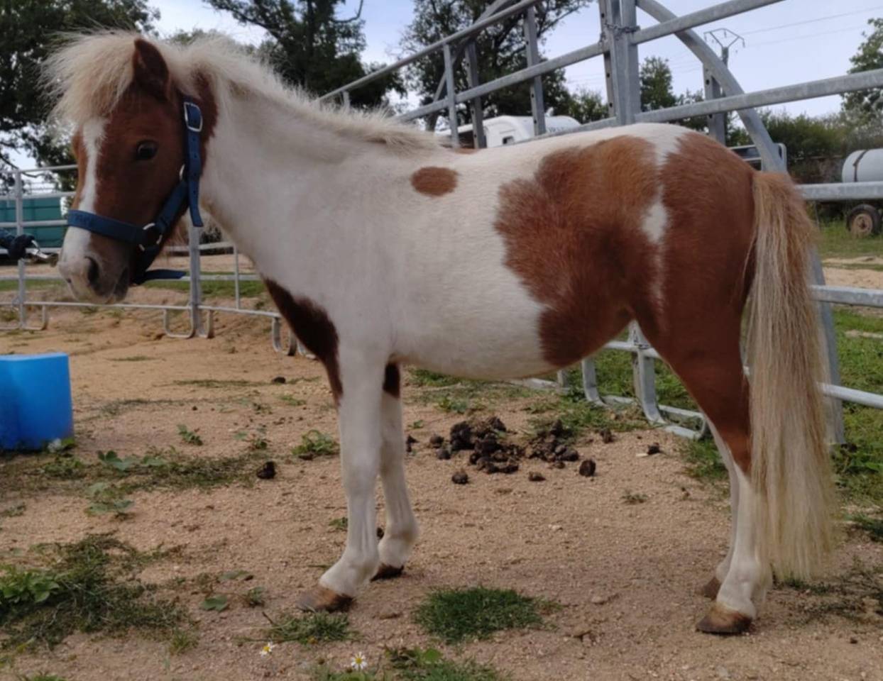 Mare Origin Recorded For sale 2022 Coloured