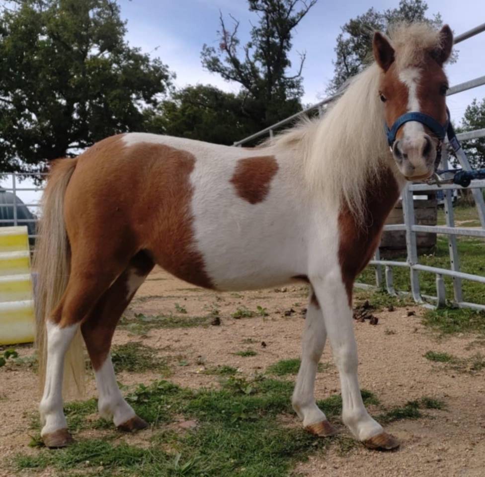 Mare Origin Recorded For sale 2022 Coloured